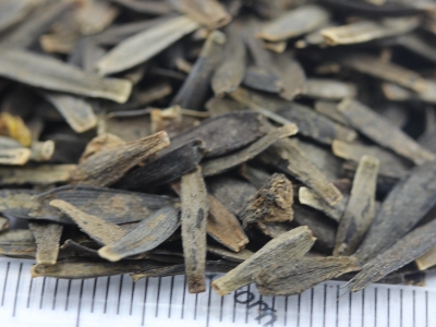 [小麗花]小麗花種子價格_圖片_播種方法