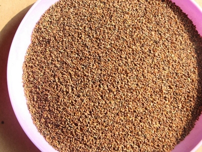 [七里黃]七里黃種子價格_圖片_播種方法