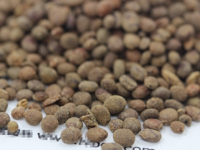 [指甲花]指甲花種子價格_圖片_播種方法