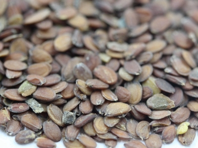 [蜂室花]蜂室花種子價格_圖片_播種方法