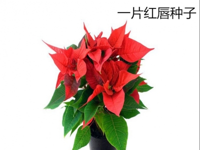 [一片紅唇]一片紅唇種子價格_圖片_播種方法