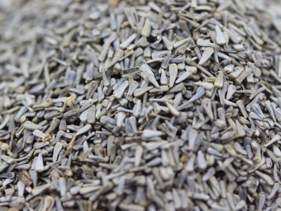 [五色菊]五色菊種子價格_圖片_播種方法