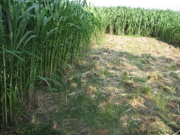 象草種子發(fā)芽出苗圖片 象草種子發(fā)芽出苗圖片