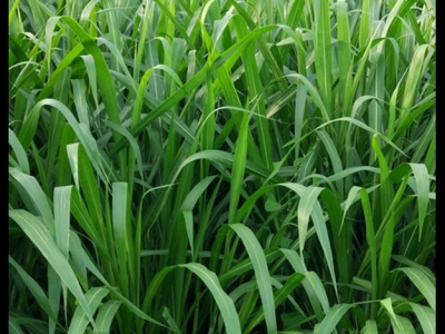 [增潤草]增潤草種子價格_圖片_播種方法