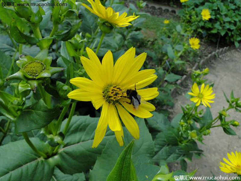 串葉松香草花朵