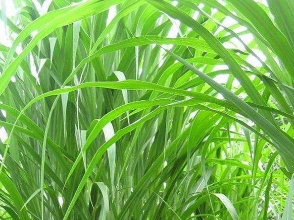 1625275951999047.jpg image.jpg