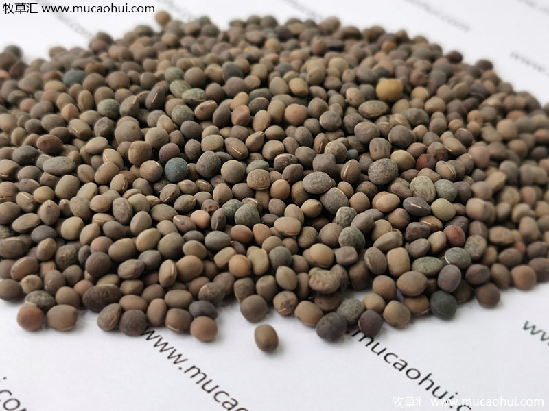 牧草綠肥箭筈豌豆種子 牧草綠肥箭筈豌豆種子