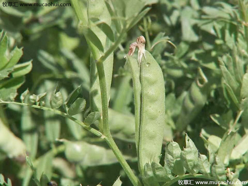 牧草綠肥箭筈豌豆開花植株全株 牧草綠肥箭筈豌豆開花植株全株
