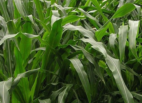 1626180021242249.jpg image.jpg