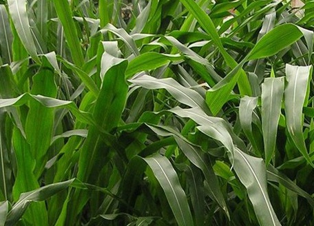 1626185963755975.jpg image.jpg