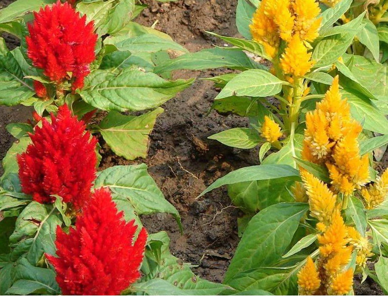 1626234429769177.jpg image.jpg