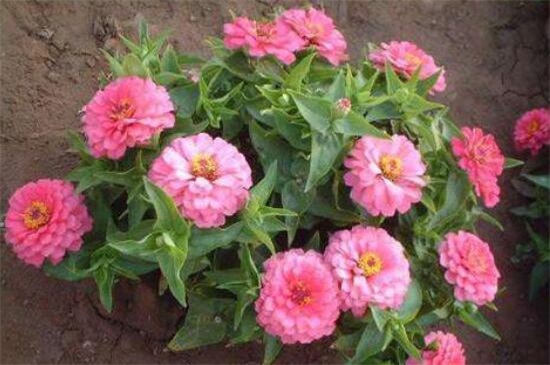 百日草種子怎么種，4個步驟讓百日草種子快速生根發芽