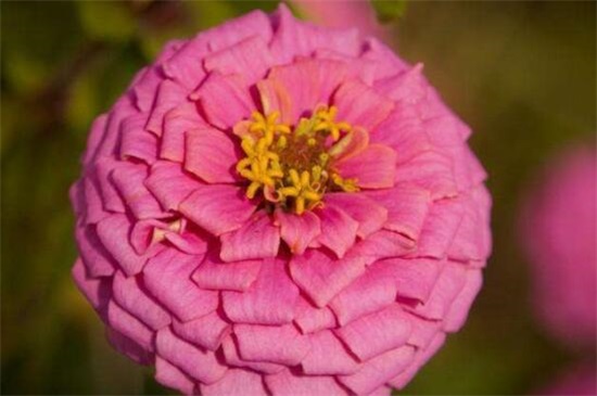 百日草種子怎么種，4個步驟讓百日草種子快速生根發芽