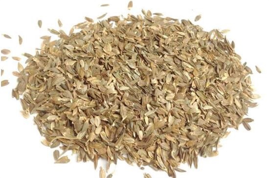 百日草種子怎么種，4個步驟讓百日草種子快速生根發芽