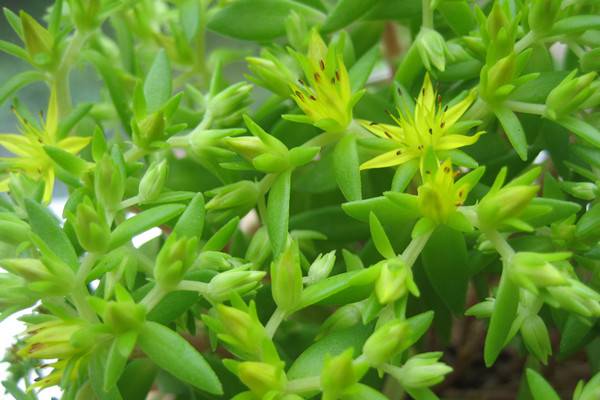 佛甲草的養殖方法和注意事項