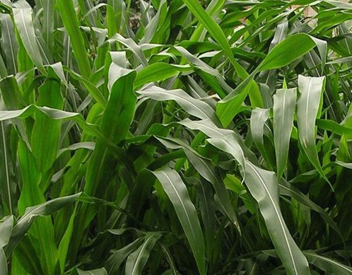 1626404211249660.jpg image.jpg