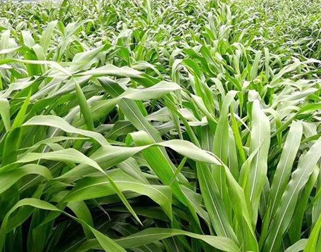 1626404243980987.jpg image.jpg