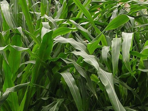 1626404327108338.jpg image.jpg