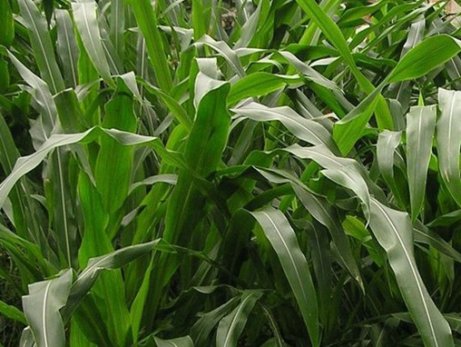 1626406090391523.jpg image.jpg