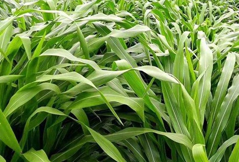 1626406107730061.jpg image.jpg