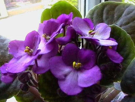 常見的紫色花有哪些,盤點15種最神秘最高貴的美麗花朵