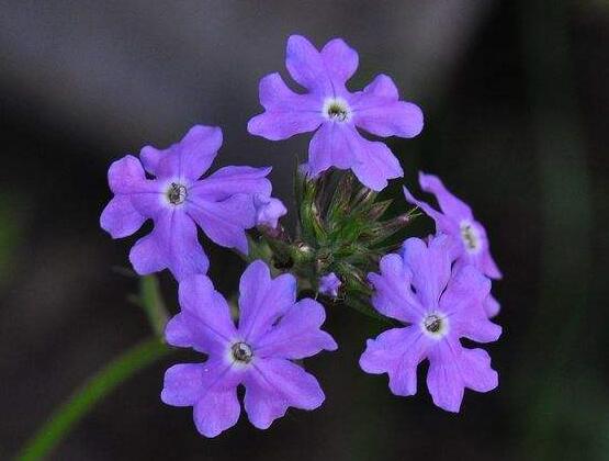 常見的紫色花有哪些,盤點15種最神秘最高貴的美麗花朵