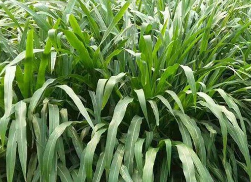 1626537343543437.jpg image.jpg