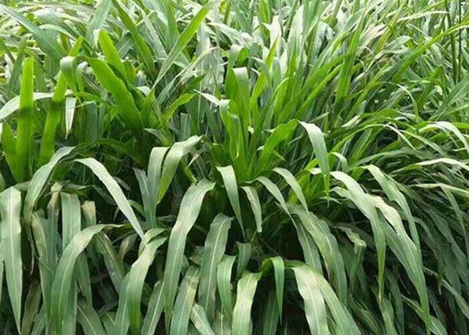 1626537356983940.jpg image.jpg