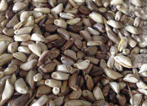 1626537601945861.jpg image.jpg