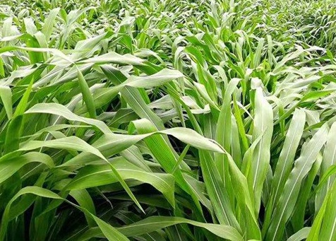 1626537609871608.jpg image.jpg