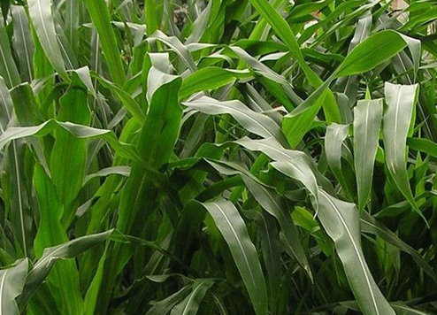 1626537625497739.jpg image.jpg