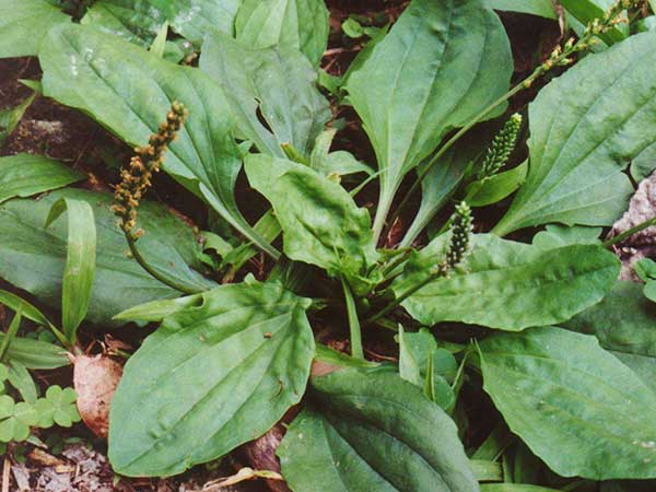 車前子種子發(fā)芽出苗圖片 車前子種子發(fā)芽出苗圖片