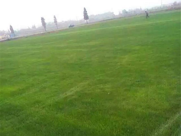 剪股穎種子的播種方法及種植技巧