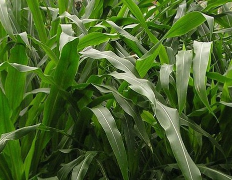 1627039099480648.jpg image.jpg