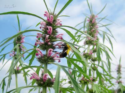 益母草種植時間