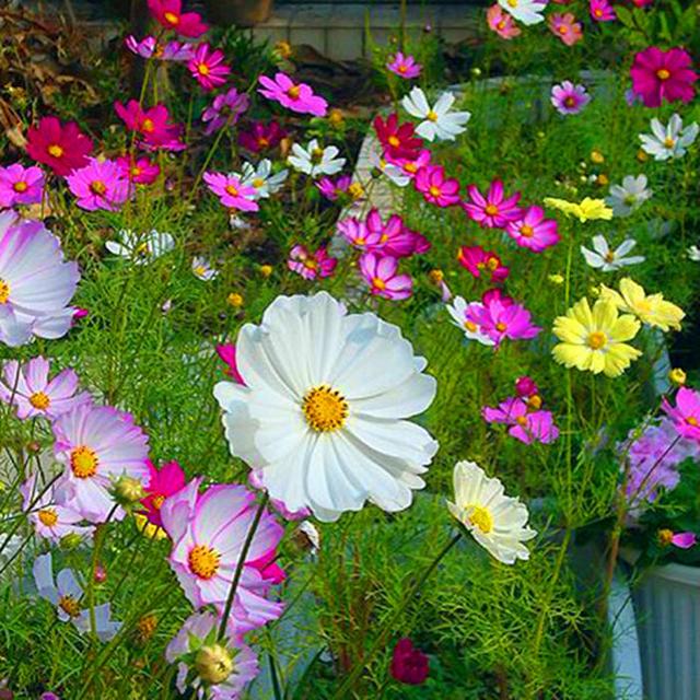 這些易養耐熱的草花品種，讓你的夏季花園更出彩！