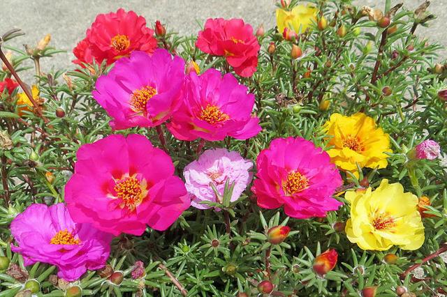 這些易養耐熱的草花品種，讓你的夏季花園更出彩！