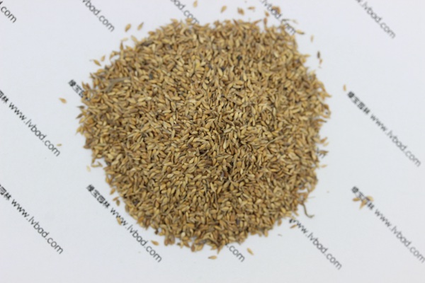 中華結(jié)縷草種子