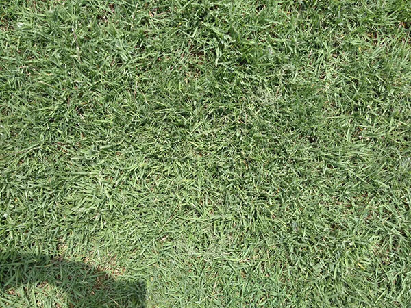 結縷草草坪圖片
