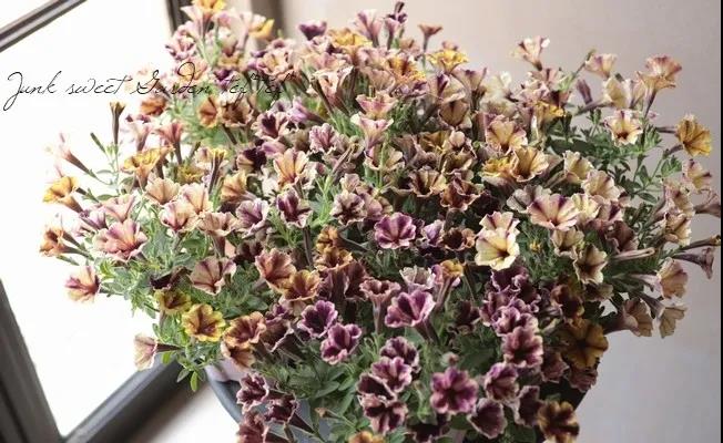 春天種子矮牽牛如何選擇如何養(yǎng)護(hù)