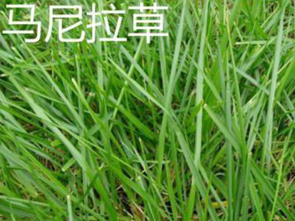 觀賞草坪適合什么草種