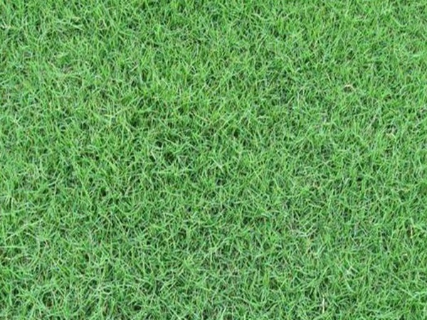 觀賞草坪適合什么草種
