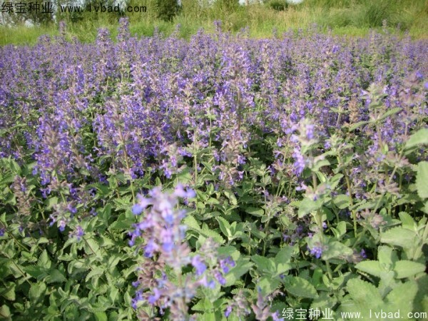 薰衣草種子多少錢一斤