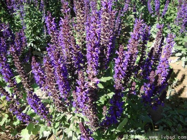 薰衣草種子多少錢一斤
