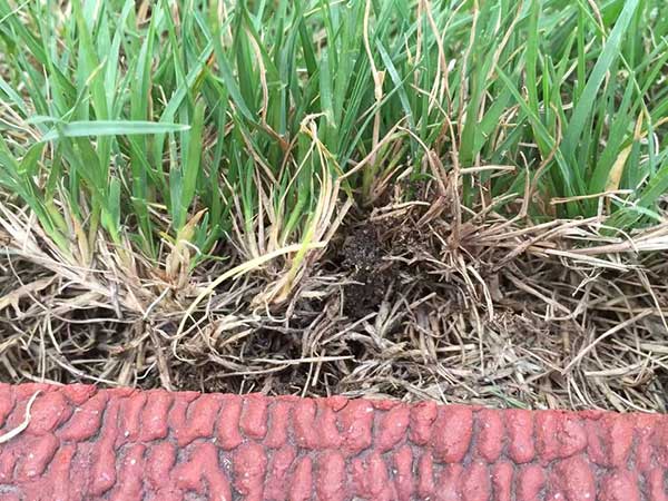 播撒草籽多少錢一平米