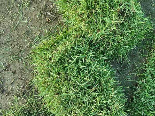 播撒草籽多少錢一平米