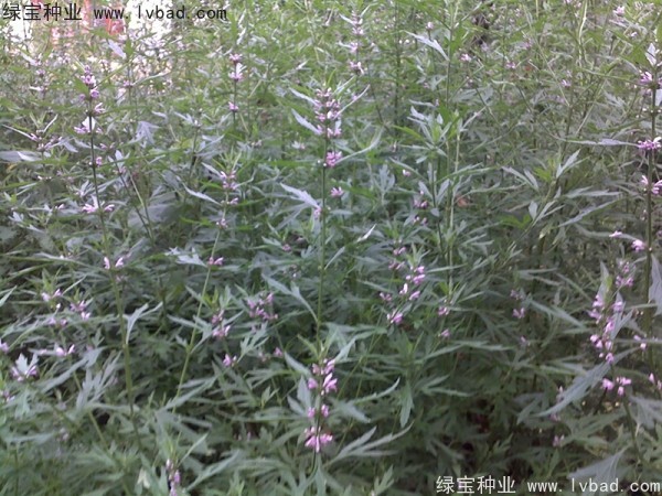 益母草種植時間和方法