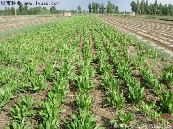 魯梅克斯牧草的優(yōu)缺點 魯梅克斯牧草的優(yōu)缺點