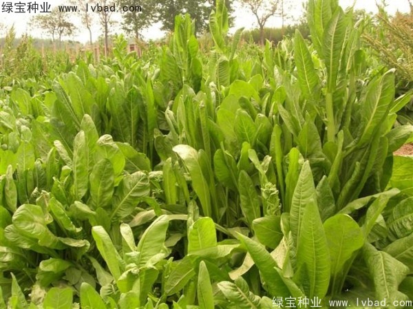 魯梅克斯牧草的優(yōu)缺點 魯梅克斯牧草的優(yōu)缺點