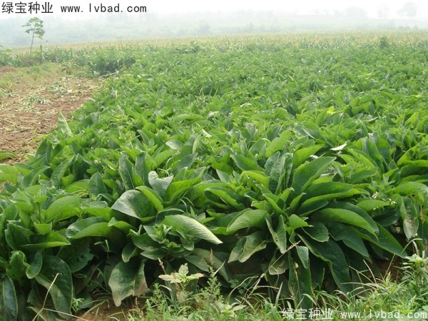 魯梅克斯牧草的優(yōu)缺點 魯梅克斯牧草的優(yōu)缺點